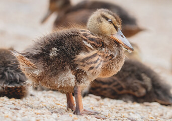 Entenküken am Seeufer