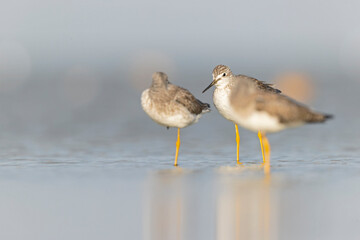 Greater yellowlegs (Tringa melanoleuca) resting and foraging at the mudflats of Texas South Padre Island.