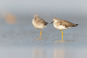 Greater yellowlegs (Tringa melanoleuca) resting and foraging at the mudflats of Texas South Padre Island.
