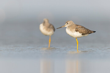 Greater yellowlegs (Tringa melanoleuca) resting and foraging at the mudflats of Texas South Padre Island.