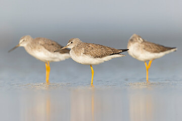 Greater yellowlegs (Tringa melanoleuca) resting and foraging at the mudflats of Texas South Padre Island.