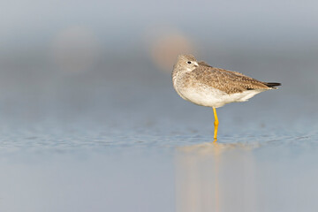 Greater yellowlegs (Tringa melanoleuca) resting and foraging at the mudflats of Texas South Padre Island.