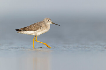 Greater yellowlegs (Tringa melanoleuca) resting and foraging at the mudflats of Texas South Padre Island.