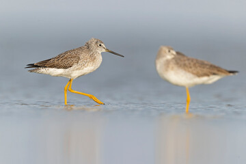 Greater yellowlegs (Tringa melanoleuca) resting and foraging at the mudflats of Texas South Padre Island.