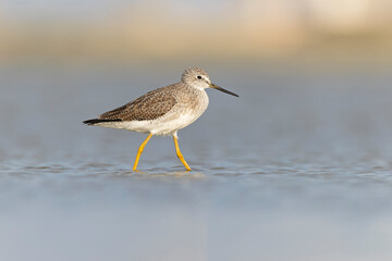 Greater yellowlegs (Tringa melanoleuca) resting and foraging at the mudflats of Texas South Padre Island.