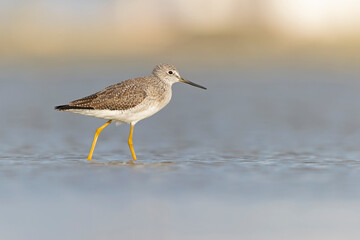 Greater yellowlegs (Tringa melanoleuca) resting and foraging at the mudflats of Texas South Padre Island.