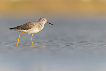 Greater yellowlegs (Tringa melanoleuca) resting and foraging at the mudflats of Texas South Padre Island.