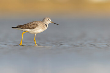 Greater yellowlegs (Tringa melanoleuca) resting and foraging at the mudflats of Texas South Padre Island.