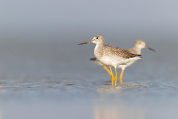 Obraz premium Greater yellowlegs (Tringa melanoleuca) resting and foraging at the mudflats of Texas South Padre Island.