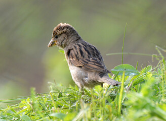 Sparrows (Passer) are sitting on a branch