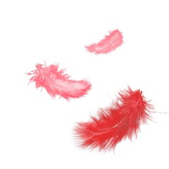 Fluffy feather in Viva Magenta modern color