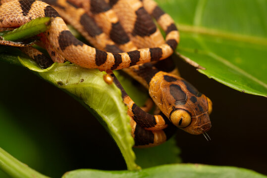 Blunt-headed vine snake (Imantodes cenchoa), Orellana, Ecuador