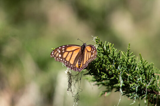 Monarch Butterfly Pacific Grove