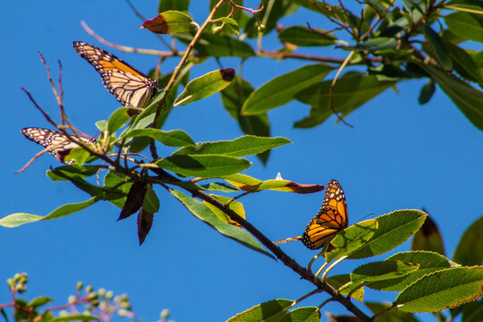 Monarch Butterfly Pacific Grove