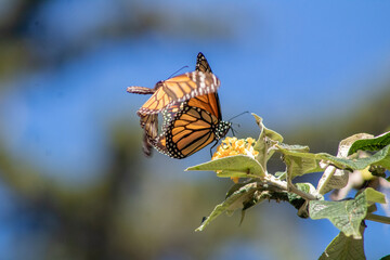 Fototapeta na wymiar Monarch Butterfly Pacific Grove