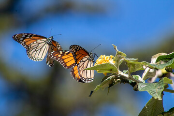 Monarch Butterfly Pacific Grove