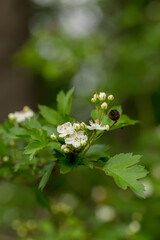 Crataegus sanguinea redhaw hawthorn white flowers and red berries on branches. Blooming Siberian hawthorn used in folk medicine to treat heart disease and reduce cholesterol in blood
