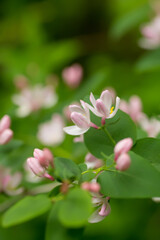 Fototapeta premium Wild blooming bush Lonicera tatarica, Tatarian honeysuckle with pink flowers. Honey plant of Europe and Ukraine