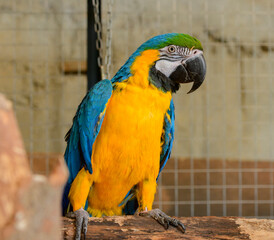yellow-blue parrot close-up. portrait of a yellow-blue parrot