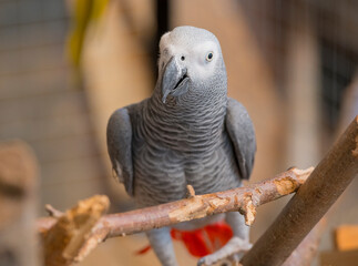 Obraz premium gray parrot.portrait of a gray parrot