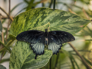 butterfly on leaf