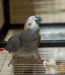gray parrot.portrait of a gray parrot