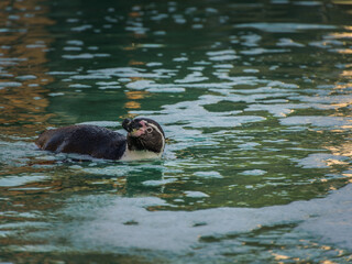 penguin in the zoo