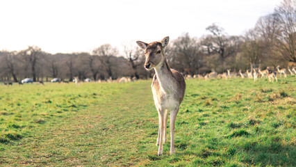 red deer grazing on the meadow in park