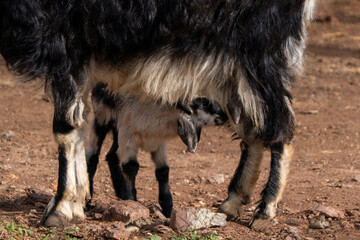 A baby goat suckling milk from its mother