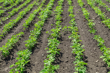 Fototapeta na wymiar Soybean field ripening at spring season, agricultural landscape