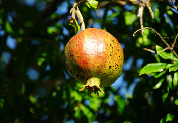 Ripe organic fruit of organic Dalmatian pomegranate