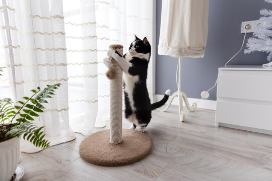 Black and white cat playing with a ball on a scratching post in the room