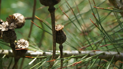 zukünftige Generationen