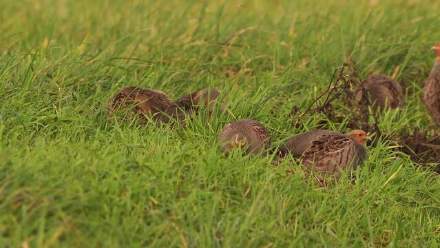 A group of grey partridges (Perdix perdix) eating grass