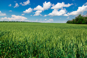  Agricultural field on which grow immature young cereals, wheat. Blue sky with clouds in the background