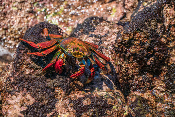 Grapsus grapsus(red crab) of the Galapagos IslandsGrapsus grapsus(red crab) of the Galapagos Islands
