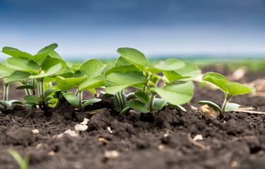 Fresh green soy plants on the field in spring. Rows of young soybean plants 