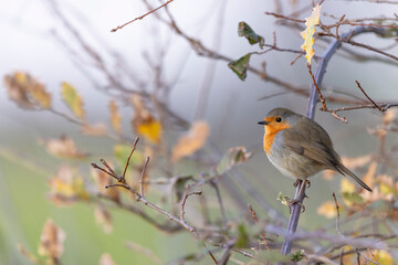 The European robin (Erithacus rubecula) in the autumn.