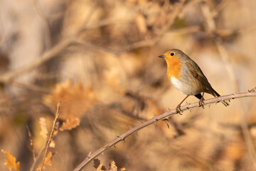Fototapeta premium The European robin (Erithacus rubecula) in the autumn.