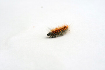 A crawling black hairy caterpillar with orange dots isolated on white