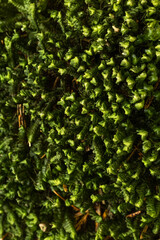 Close up beautiful bright Green moss grown up in the forest. Beautiful background from moss for wallpaper. Show with macro view.