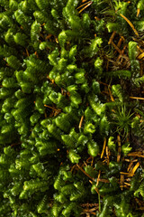 Close up beautiful bright Green moss grown up in the forest. Beautiful background from moss for wallpaper. Show with macro view.