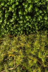 Close up beautiful bright Green moss grown up in the forest. Beautiful background from moss for wallpaper. Show with macro view.