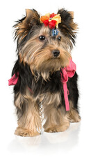 Yorkshire Terrier Dressed Up in a dog clothing