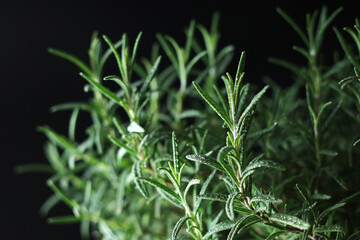 Rosemary bush in low key	