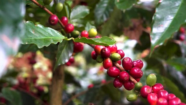 Planta de Caf&eacute;
