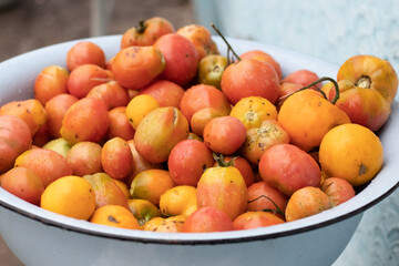 Ripe tomatoes in a large bowl. Growing tomatoes