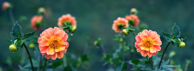 Orange dahlias in the garden on a dark green background © Volodymyr