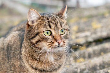 Naklejka na ściany i meble Brown tabby cat with an attentive look close-up