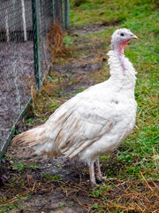 White turkey on the background of green grass. Growing turkeys on the farm